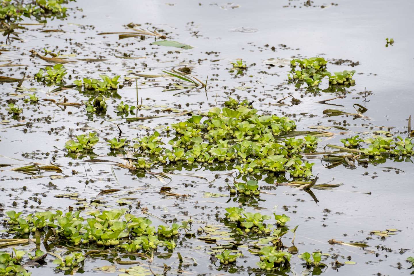 floating water hyacinth