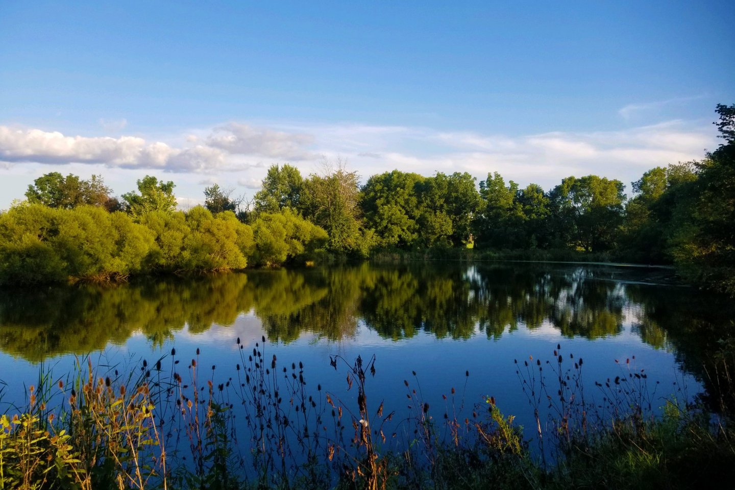 Professional Aquatic Weed & Algae Control Services | Jones Lake Management