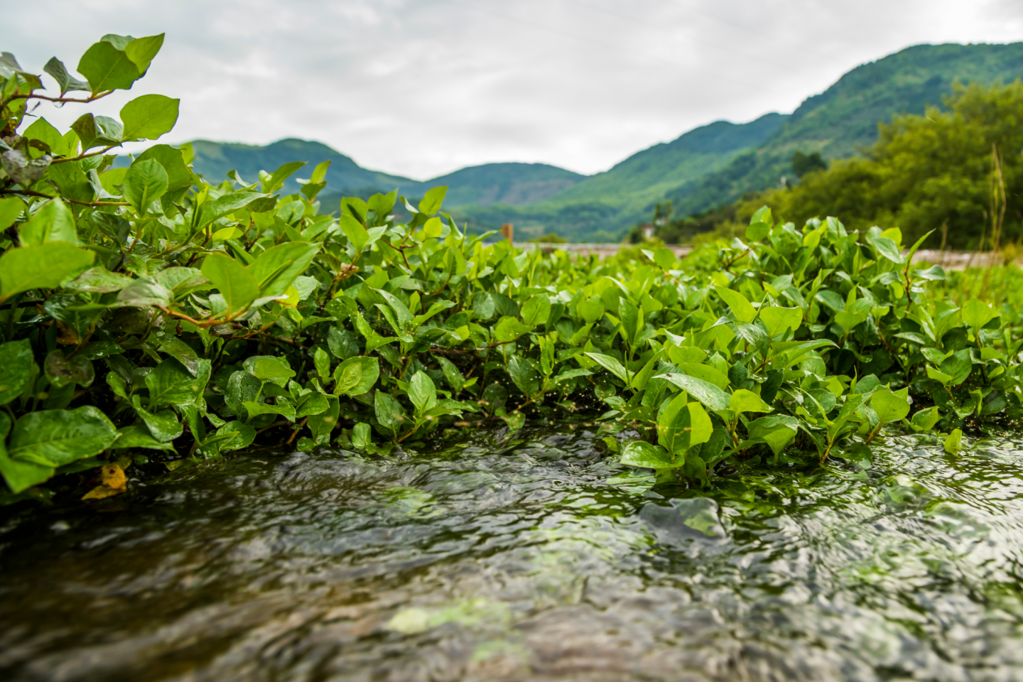 Reduce Phosphate in Pond or Lake | Jones Lake Management