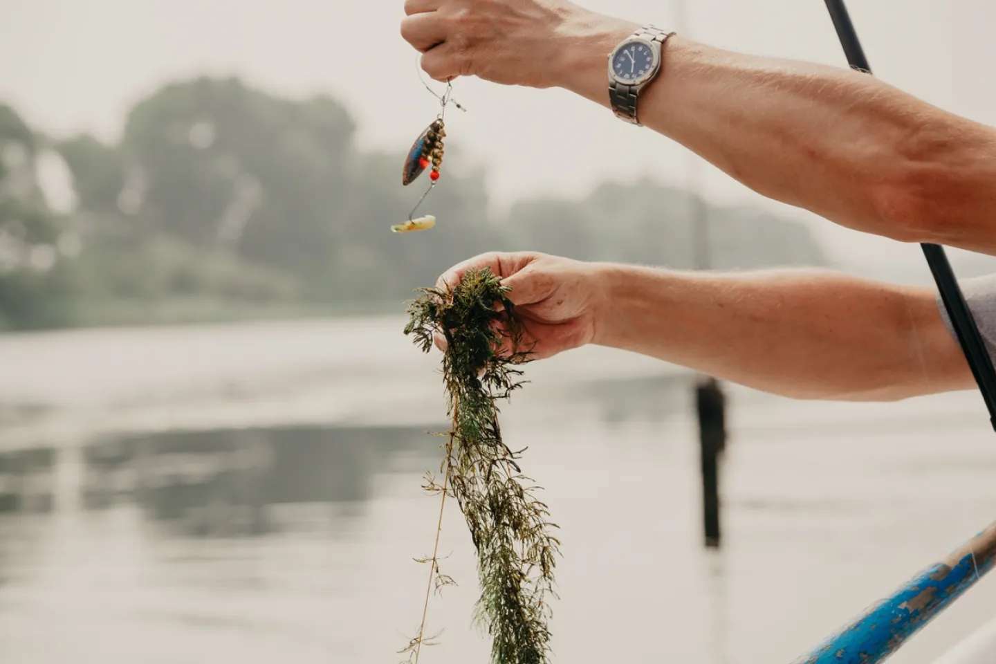 aquatic weed tangled around fishing line