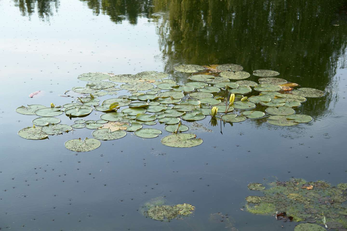 mosquito surface pond | jones lake management 