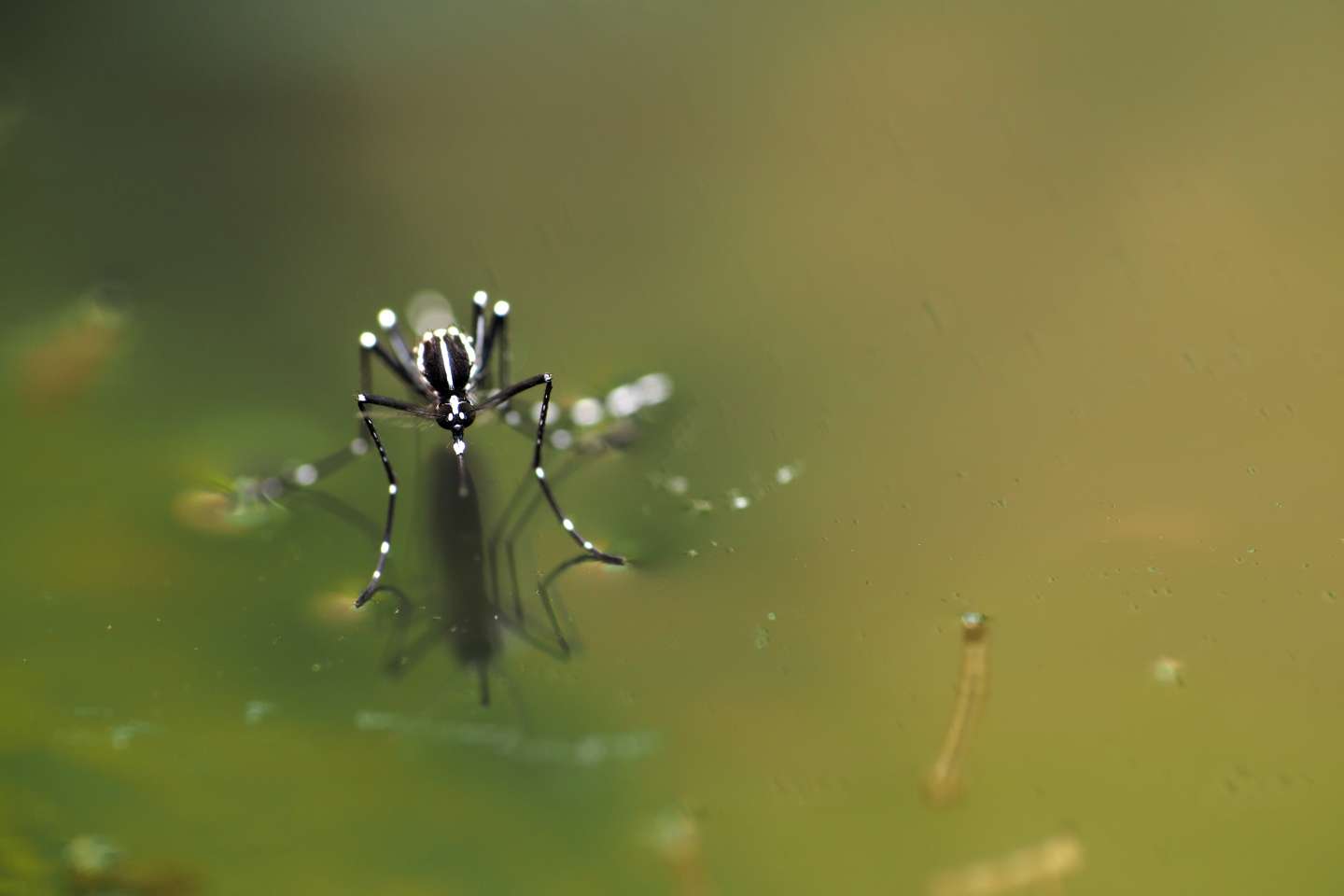 natural mosquito larvae control | jones lake management 