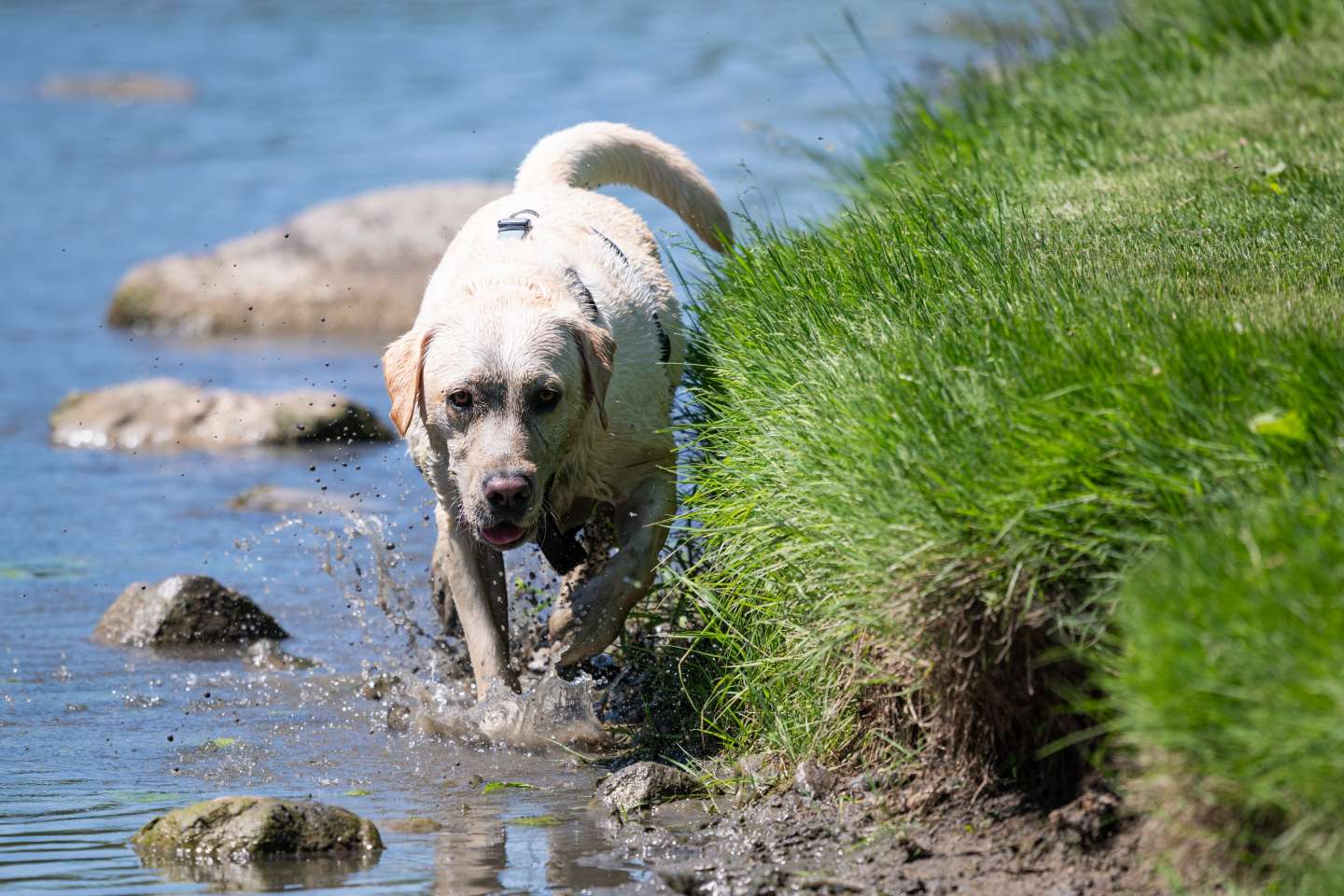 yellow lab walks in the muck around eroded pond banks
