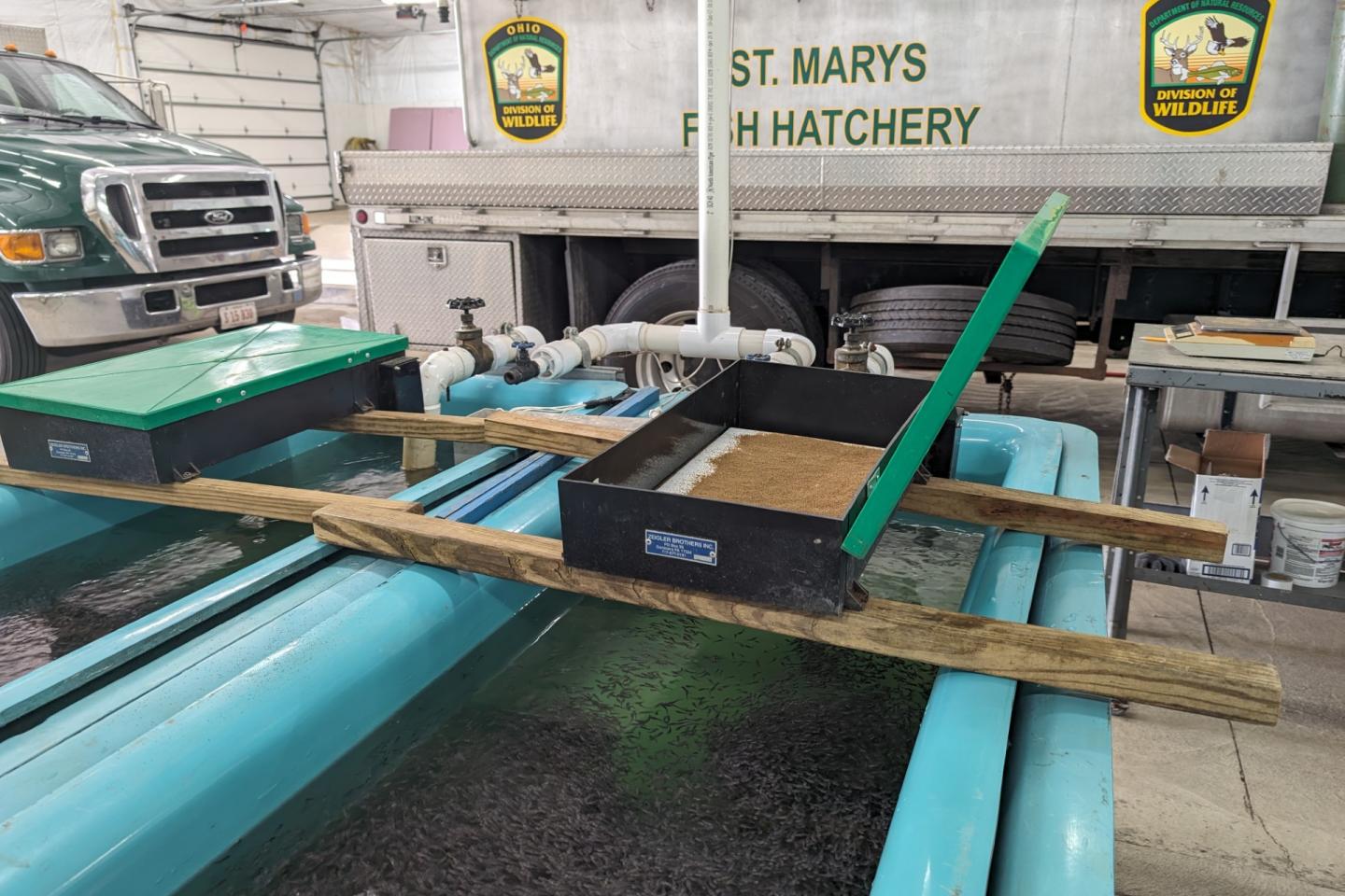 Rearing tanks at the St. Marys State Fish Hatchery are used before fry are stocked out into grow ponds