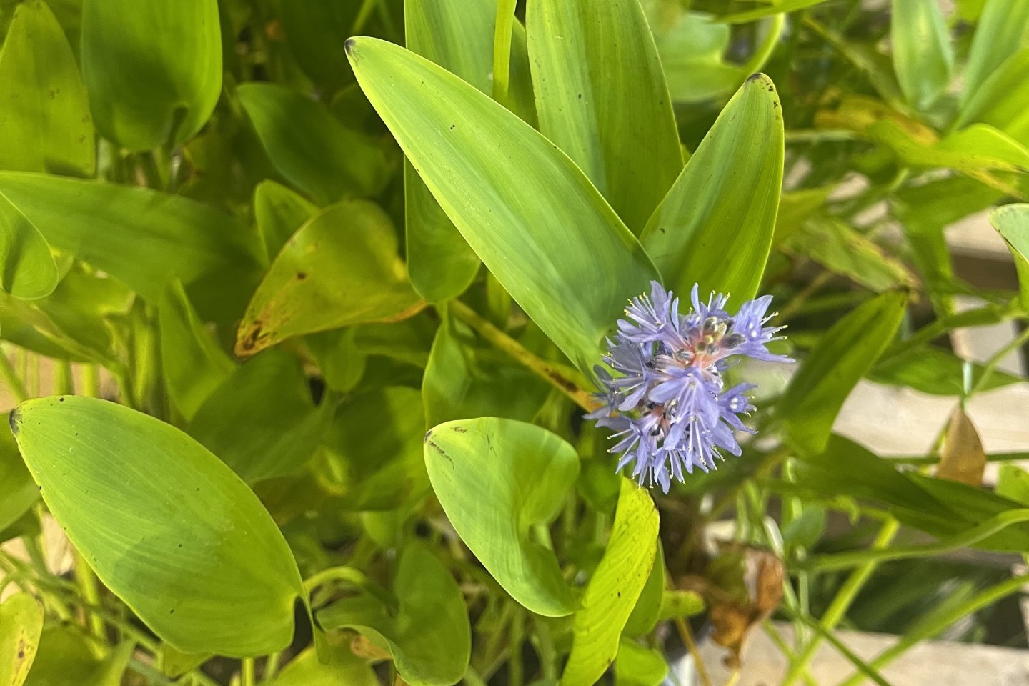 Install Wetland Plants, Marsh Plants | Jones Lake Management