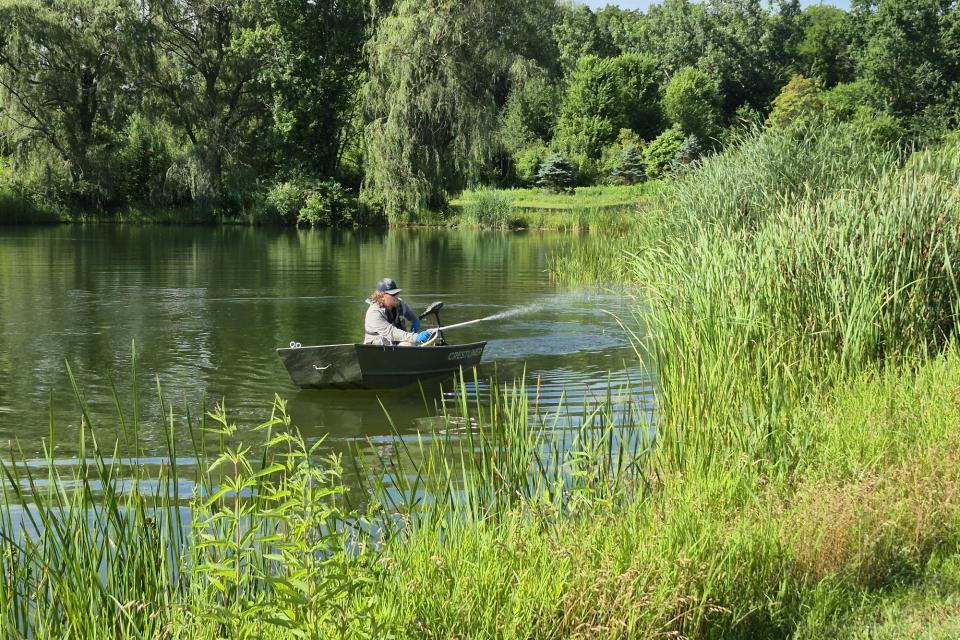 cattails are treated with a systemic herbicide to kill the extensive root system and reduce the likelihood of regrowth