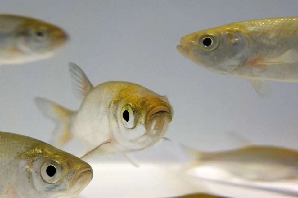 supplemental forage fish