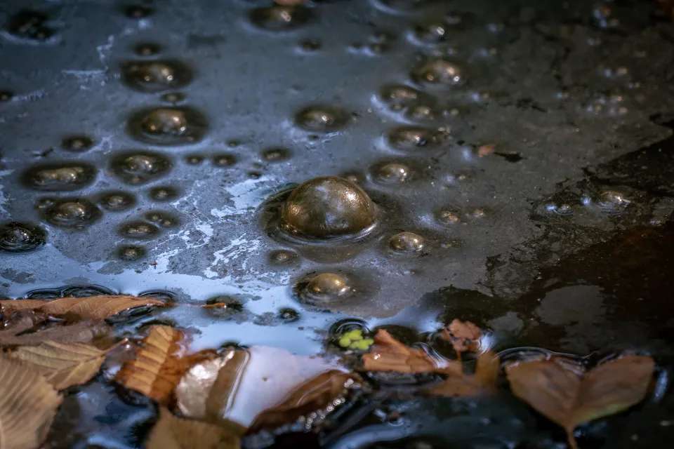 Biofilm, often appearing as surface scum on ponds and lakes
