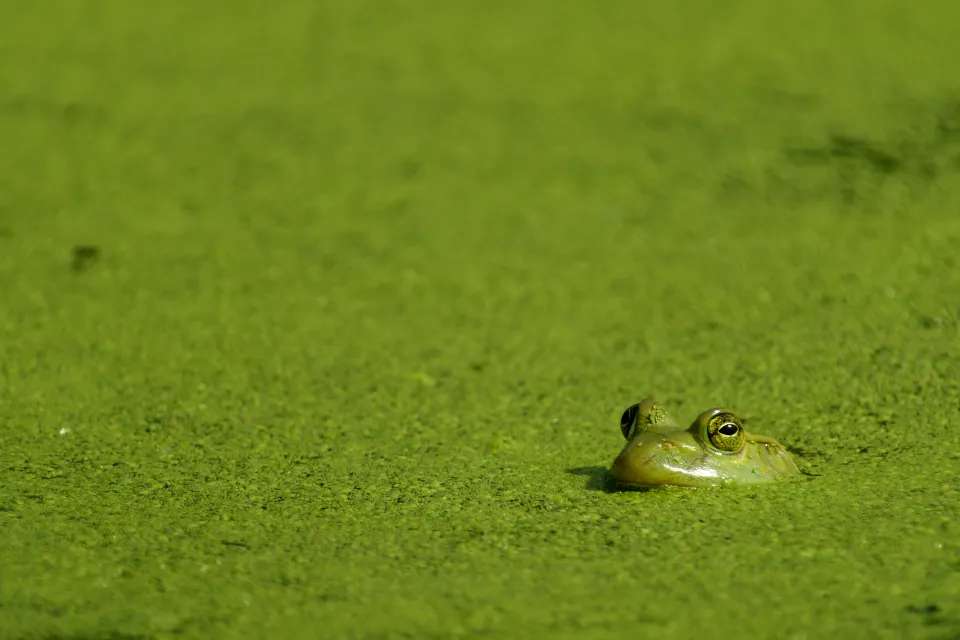 Seasonal behavior of duckweed - Jones Lake Management