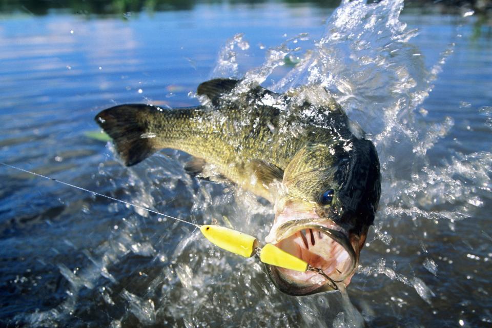 Largemouth bass biting on a lure