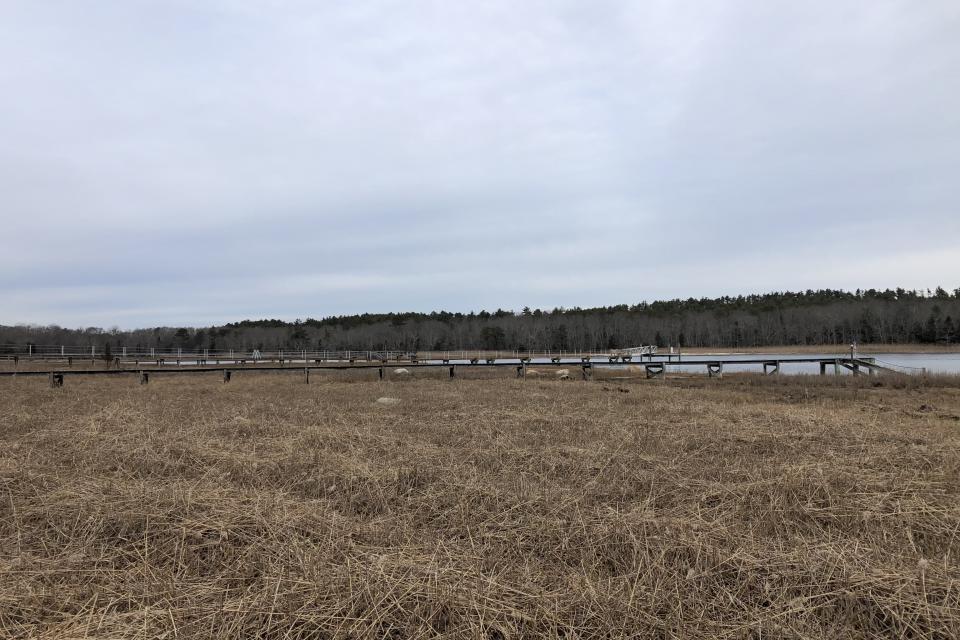 After the invasive phragmites were removed from the site native plants could begin to reestablish 