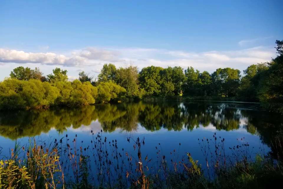 Duckweed control before and after photo | Jones Lake Management
