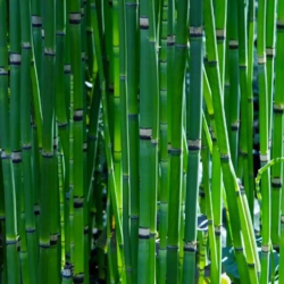 Scouring Rush