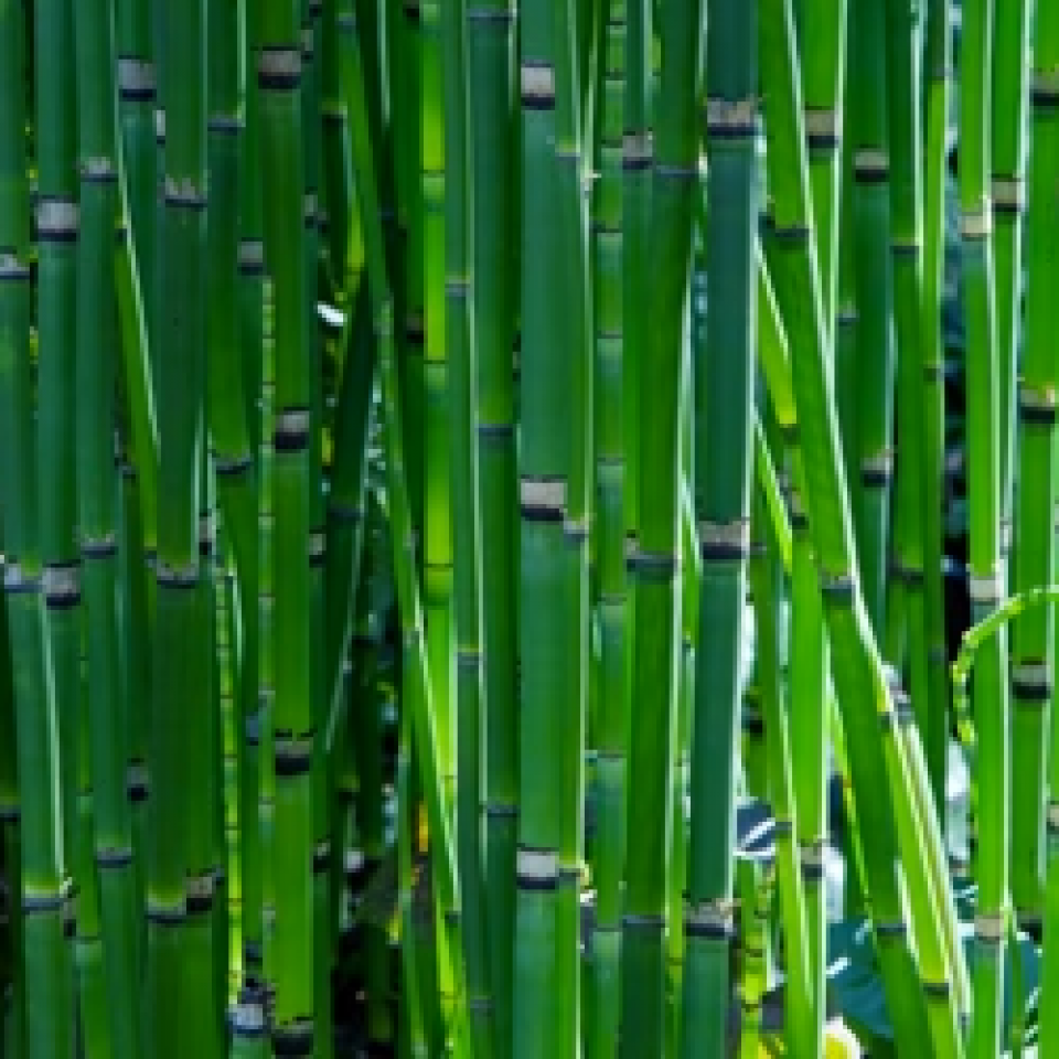 Scouring Rush
