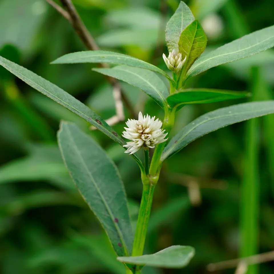 Alligatorweed