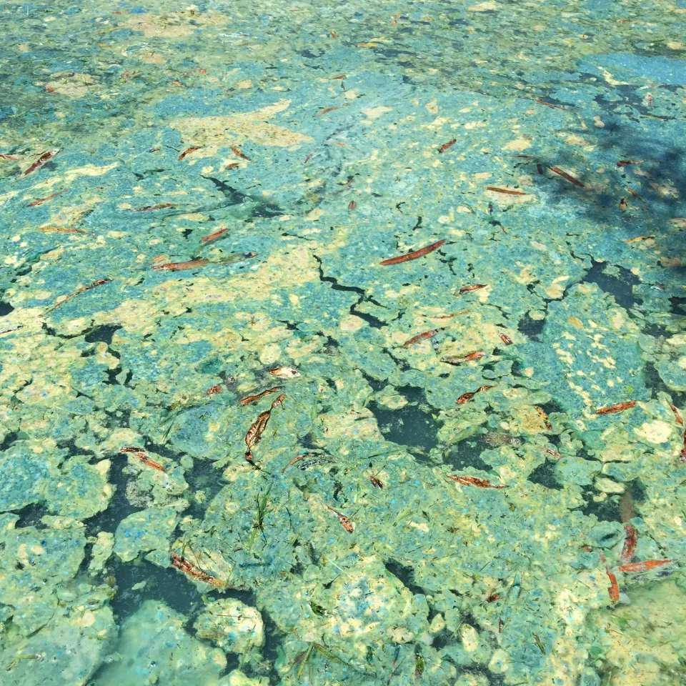 Anabaena cyanobacteria