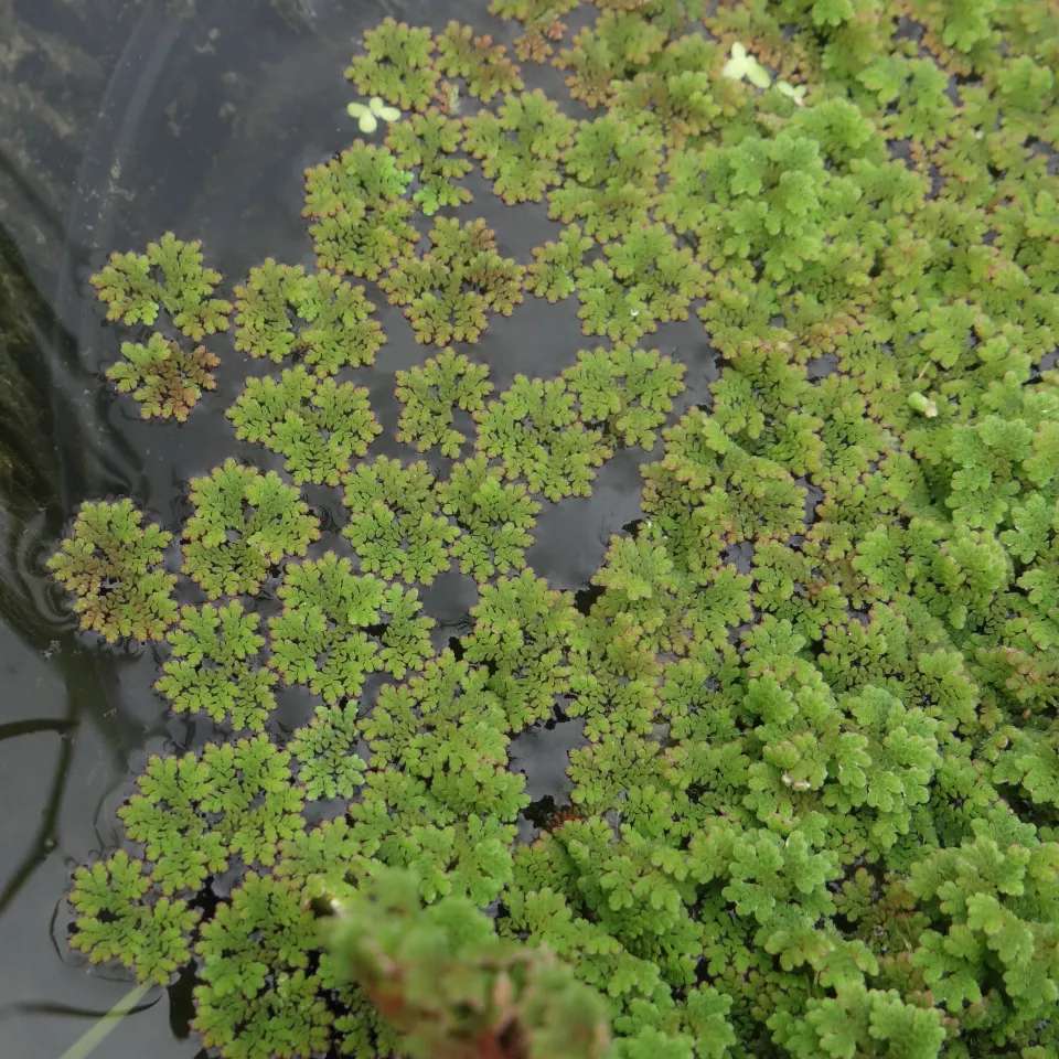 Azolla fern, Azolla carolinian