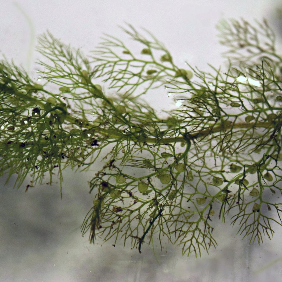 bladderwort Utricularia spp.