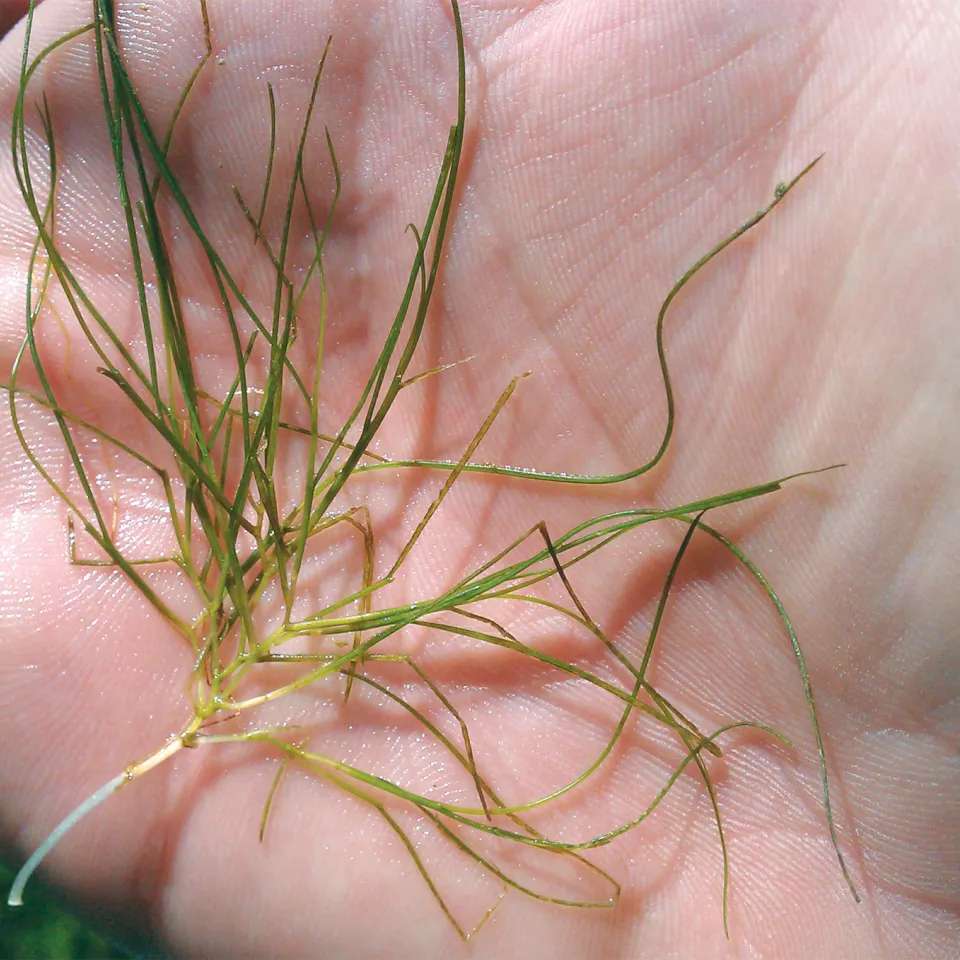 sago pondweed aquatic weed