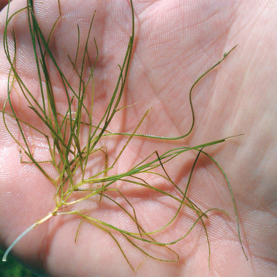 sago pondweed aquatic weed