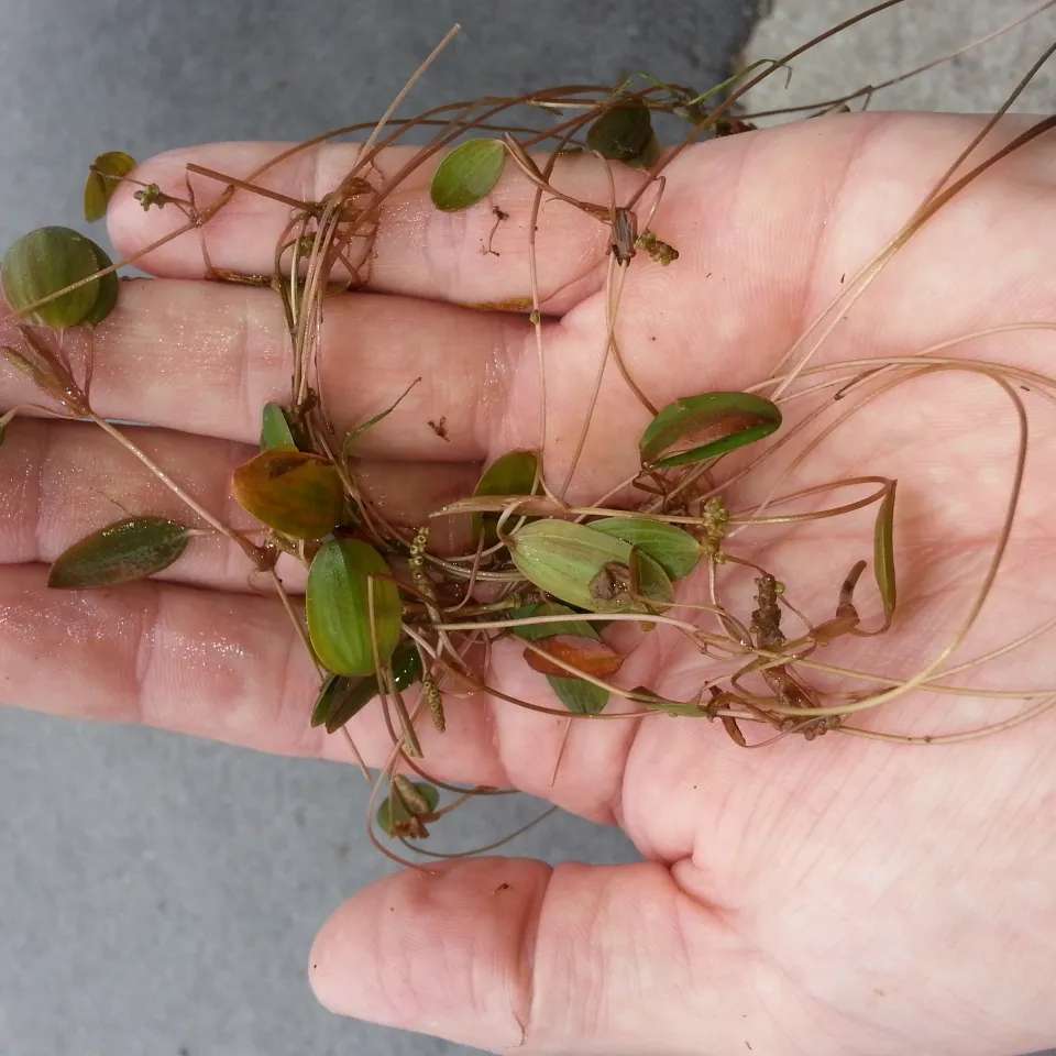 Water-thread pondweed, also known as variable-leaf pondweed,
