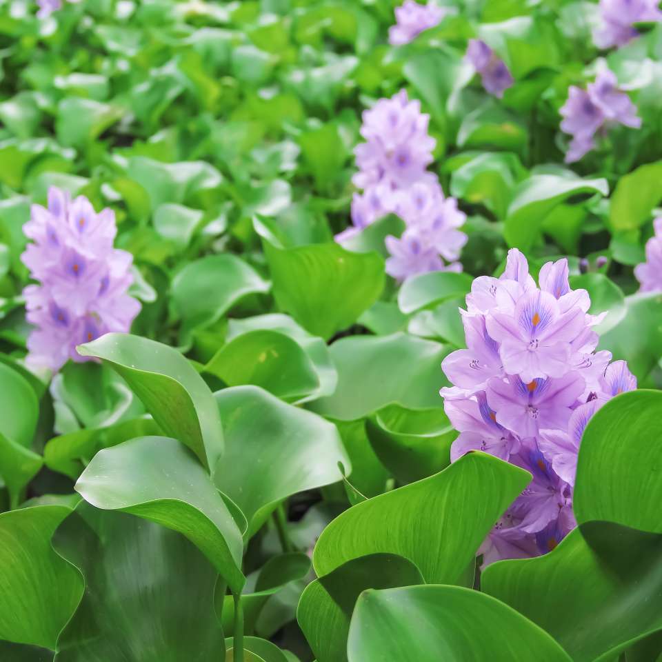 Water Hyacinth