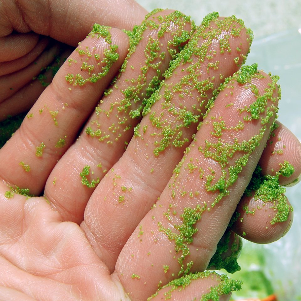 Watermeal (Wolffia spp.) – The Smallest Floating Plant