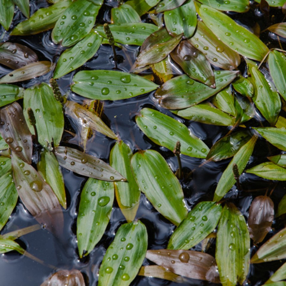 American pondweed