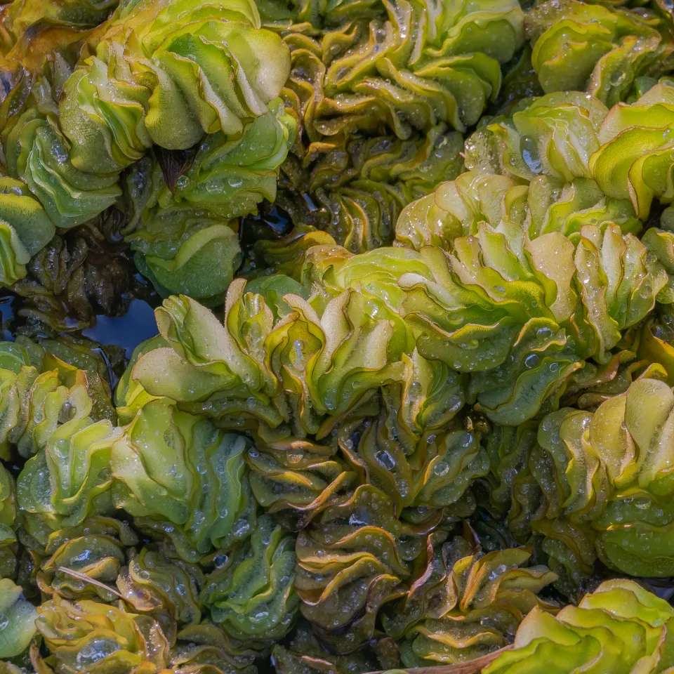 Giant Salvinia