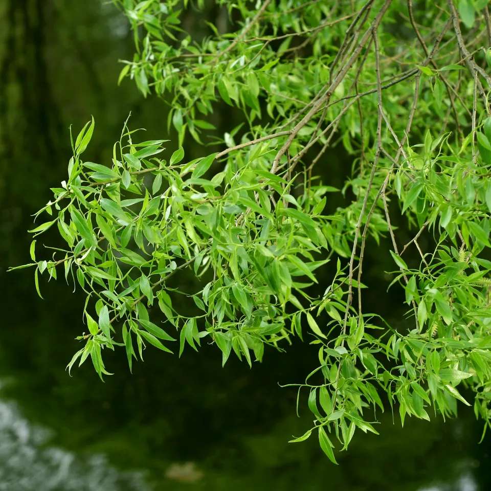 Willow Tree Salix spp. 