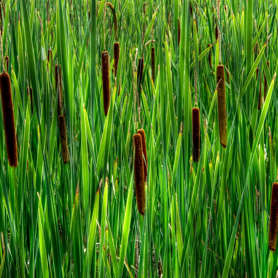 Narrowleaf & Hybrid Cattail