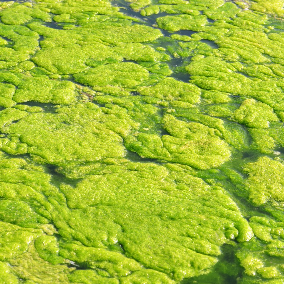 Filamentous Algae mats