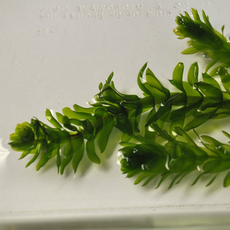 Brazilian Elodea | Jones Lake Management