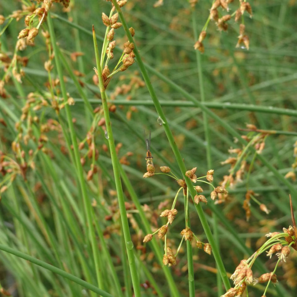 bulrush, Scirpus spp.