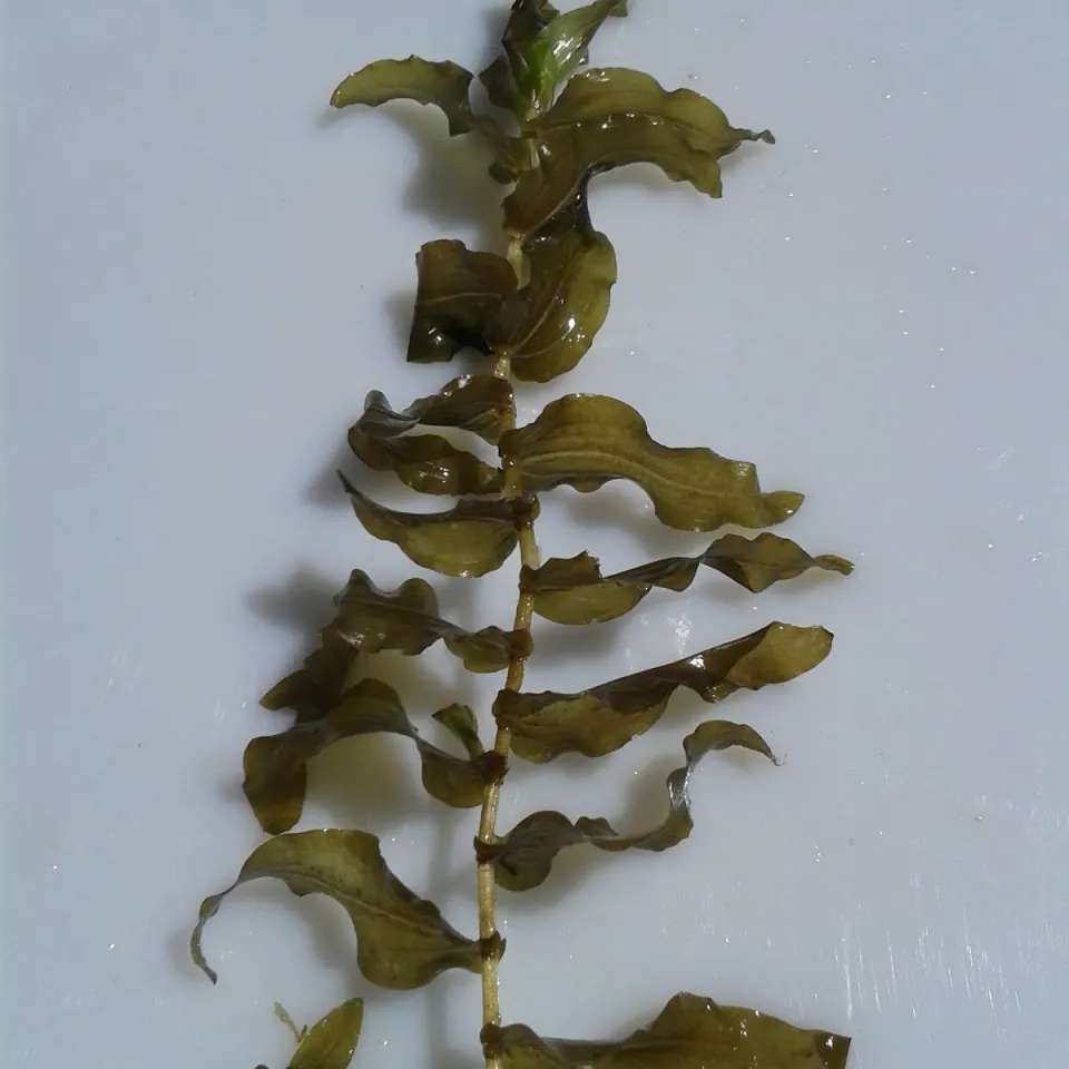 Clasping-Leaf Pondweed (Potamogeton perfoliatus)