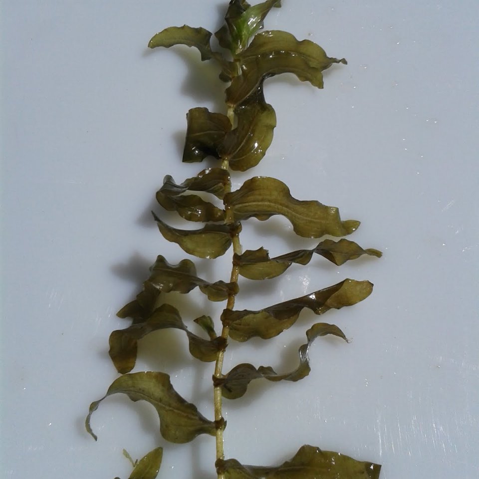 Clasping-Leaf Pondweed (Potamogeton perfoliatus)