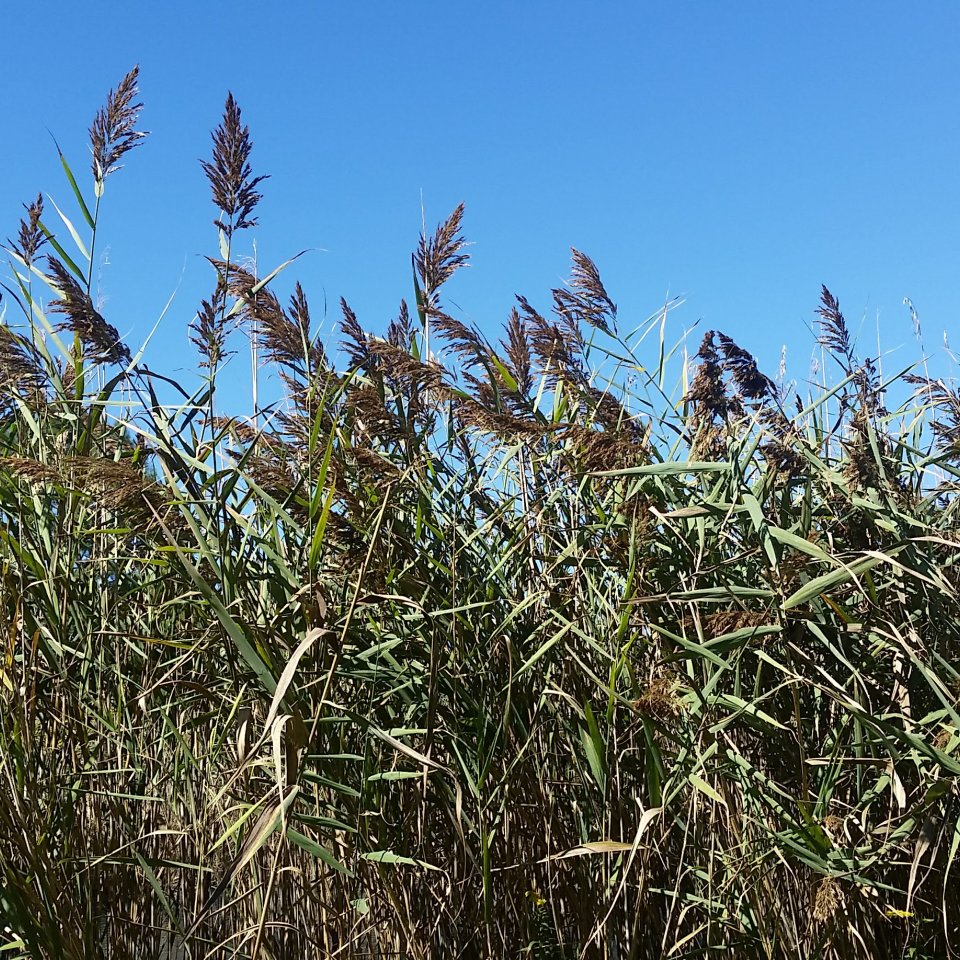 invasive phragmites