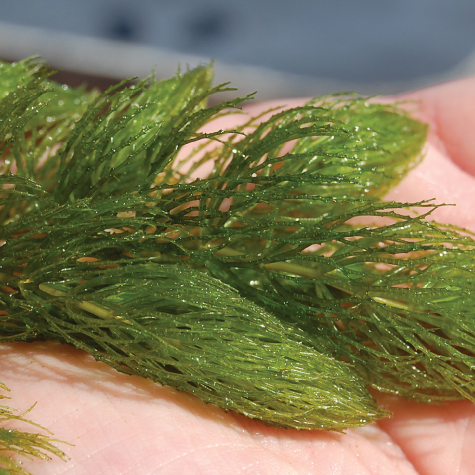 Coontail (Ceratophyllum demersum)