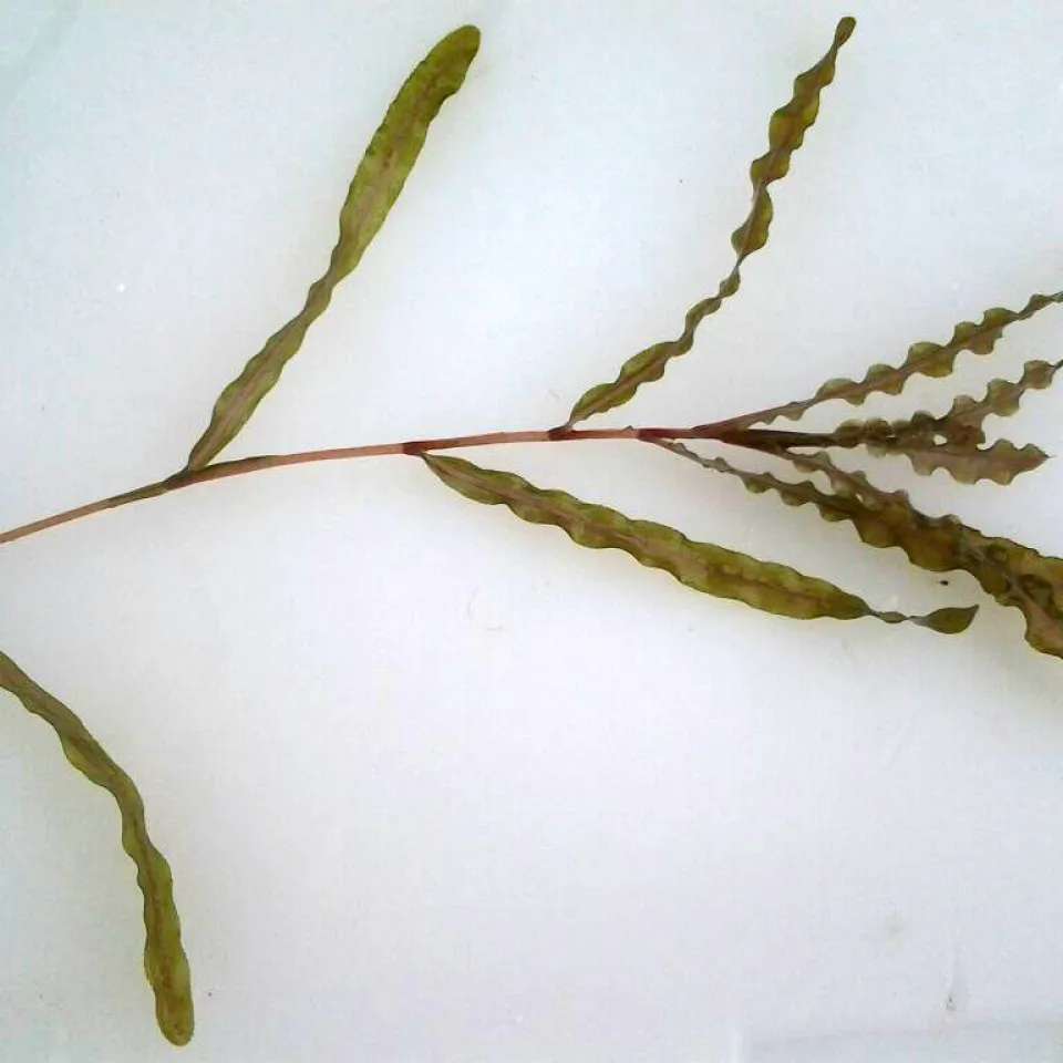 Curly-Leaf Pondweed (Potamogeton crispus)