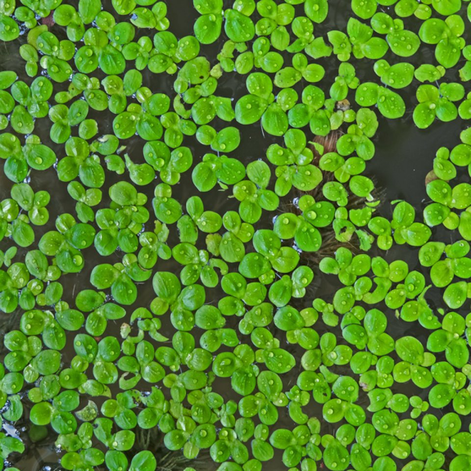Duckweed