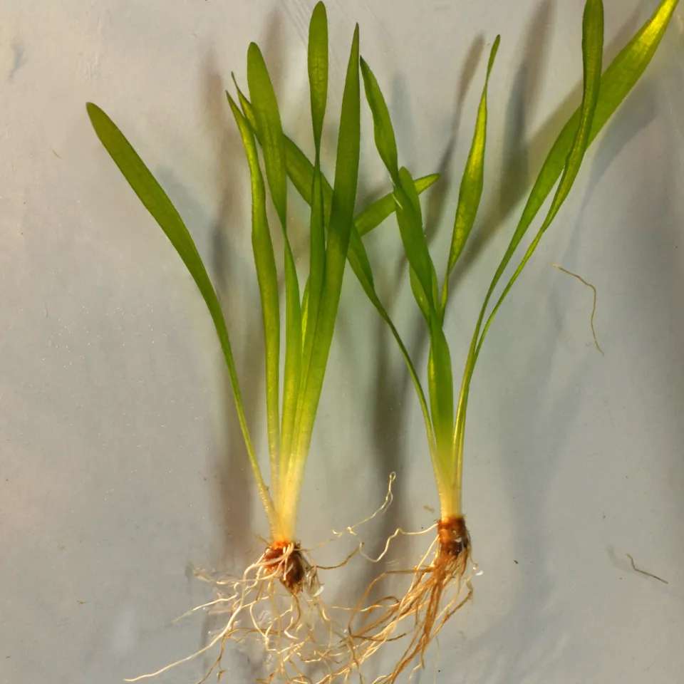 Eelgrass (Vallisneria americana)