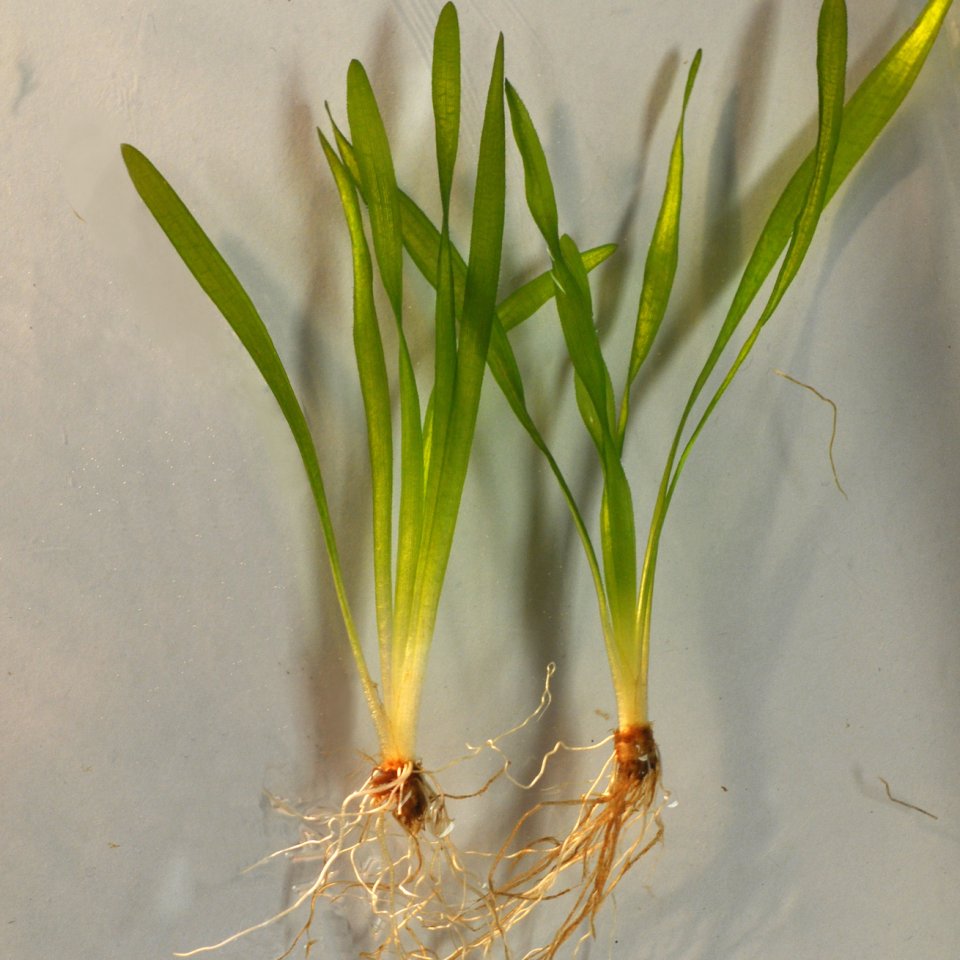 Eelgrass (Vallisneria americana)