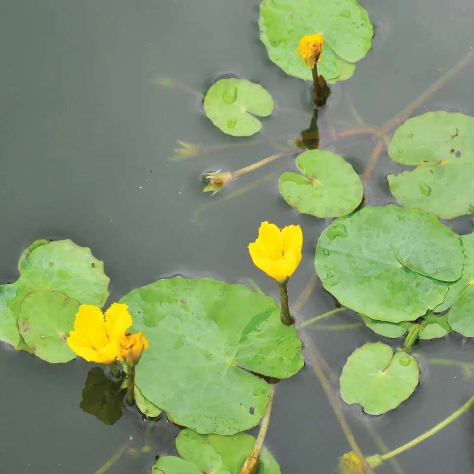 Floating Heart (Nymphoides peltata)