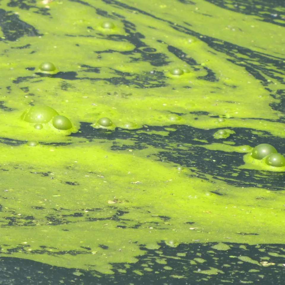 Microcystis cyanobacteria 