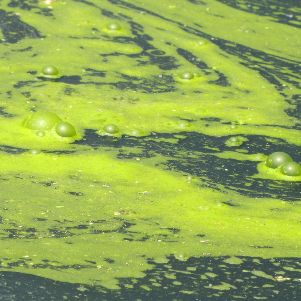 Microcystis cyanobacteria