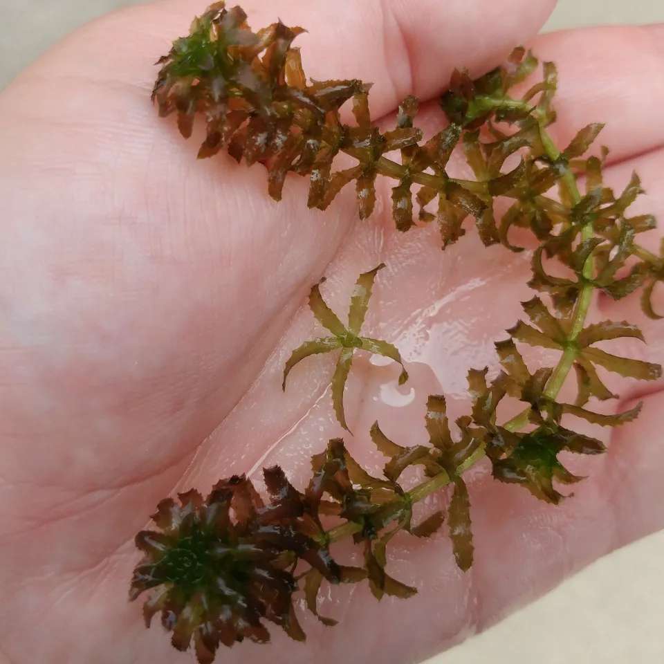 Hydrilla (Hydrilla verticillata) aquatic invasive plant 