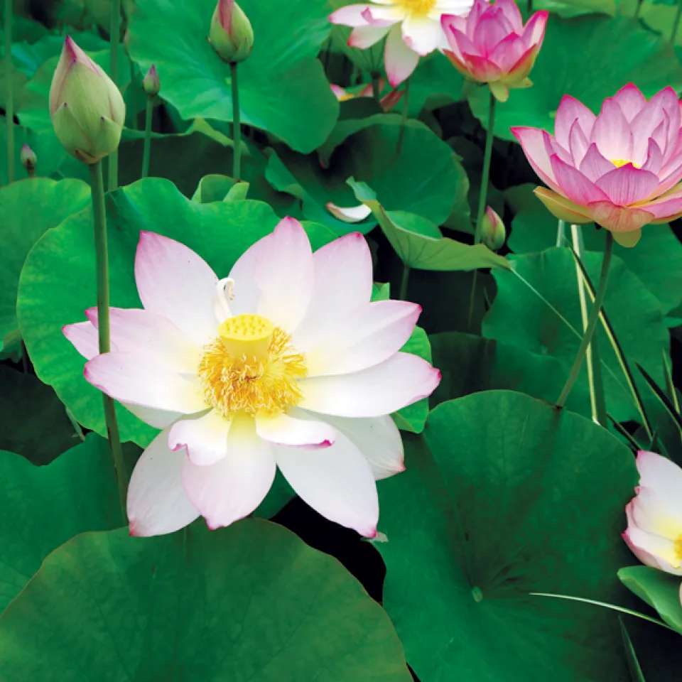 Lotus (Nelumbo nucifera) 