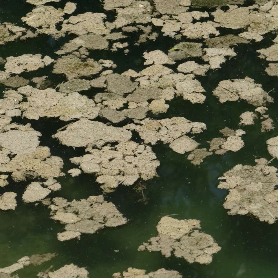 Oscillatoria spp.