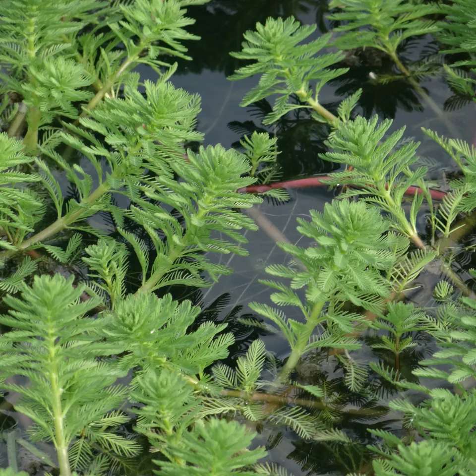Parrotfeather (Myriophyllum aquaticum) invasive aquatic plant 
