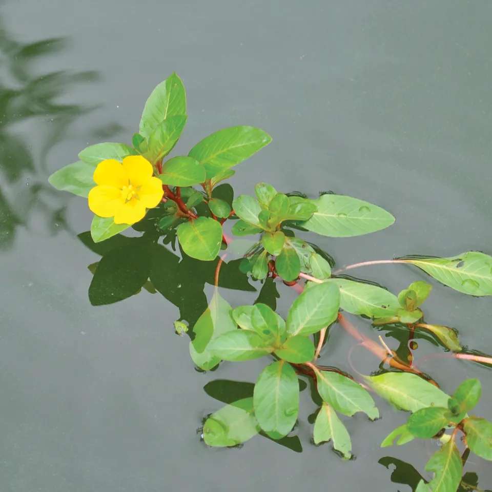 Creeping Water Primrose (Ludwigia peploides)